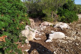 Grom u Dalmaciji ubio stado od 47 ovaca