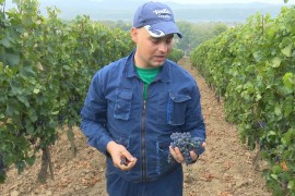 Vino iz Sanskog Mosta našlo put i do Austrije