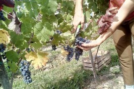 Tri dana nije jela ništa osim grožđa