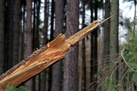 Povrijeđen dok je radio u šumi, preminuo u UKC Tuzla