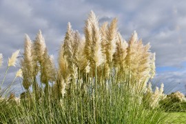 Kako da gajite pampas u dvorištu