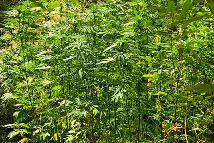 Pronađena plantaža kanabisa, uhapšena jedna osoba