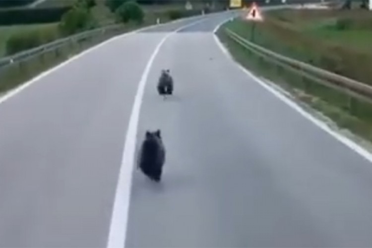 Snimljena dva mečeta na ulici