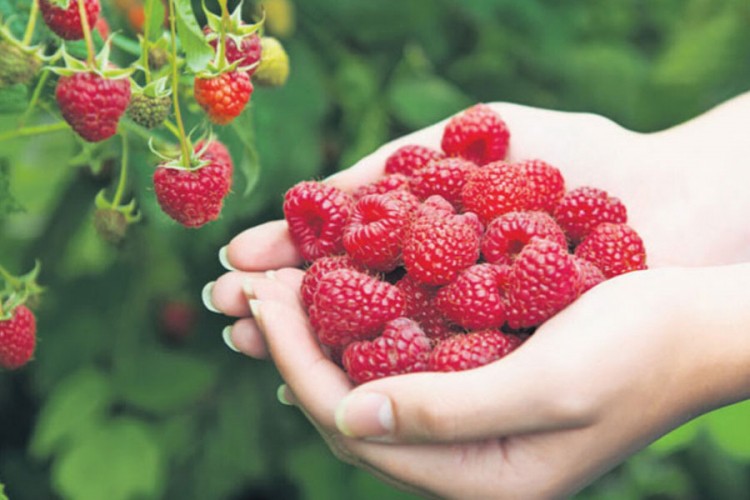 Maline u USK opet donose zaradu
