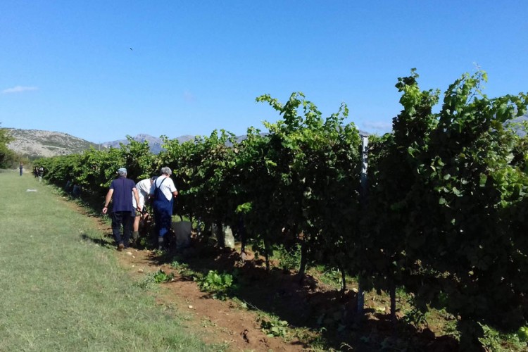 Vinograd star pola vijeka i dalje daje  odlične prinose