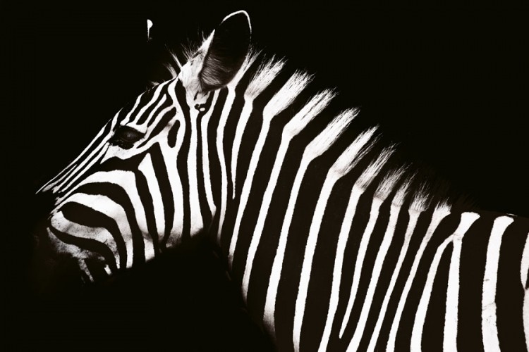 Jeste li znali zašto zebre imaju pruge?