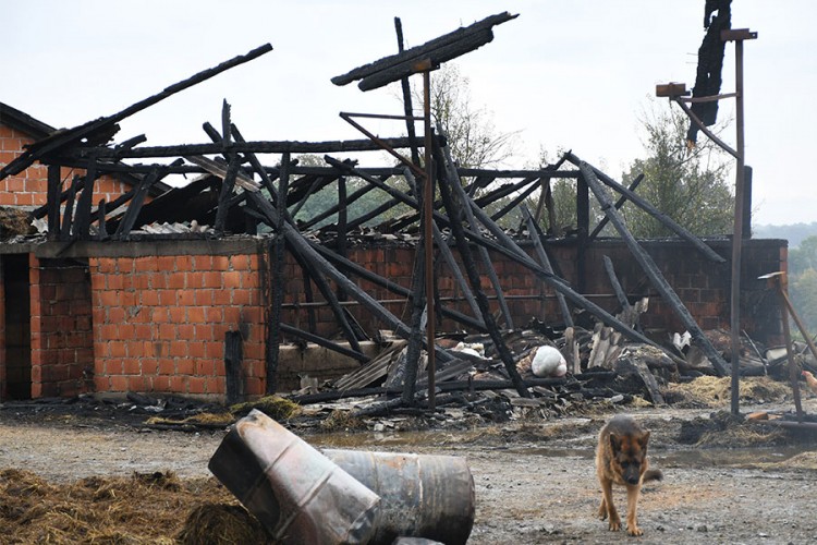 Izgorjelo sedam krava i bikova i neutvrđen broj svinja