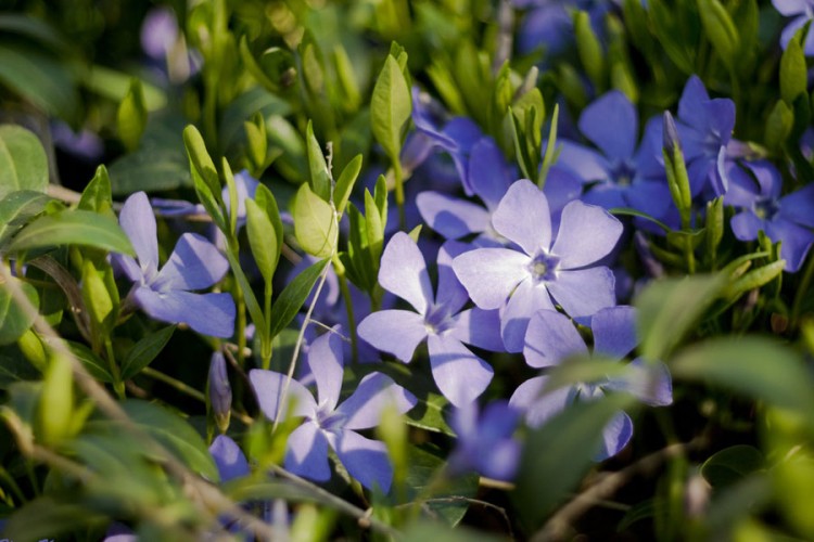 Periwinkle: Neobična boja koja pristaje svima i svemu