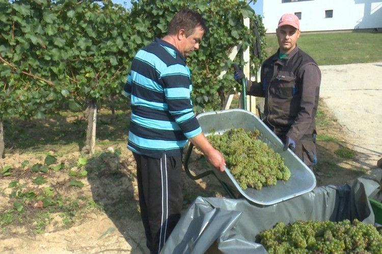 U toku berba grožđa  u najvećem vinogradu u USK