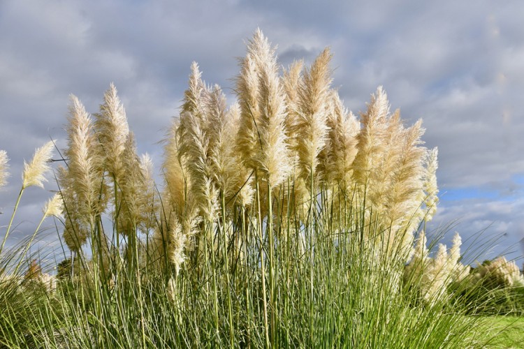 Kako da gajite pampas u dvorištu