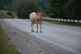 Hrvati osmislili uređaj od pomoći za vozače, sklanja životinje sa ...