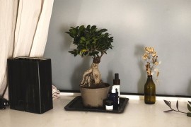 Nekoliko savjeta kako pravilno gajiti bonsai drvo