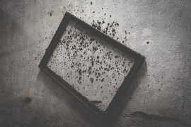 Kako da provjerite da li u kući imate buđ