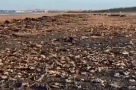 Hiljade mrtvih morskih životinja na engleskim plažama, ne znaju zašto
