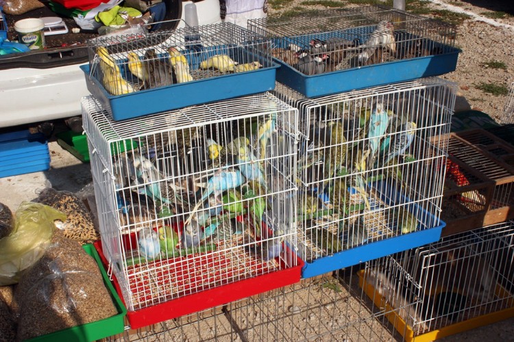 Izložba sitnih i ukrasnih životinja održana u Prnjavoru