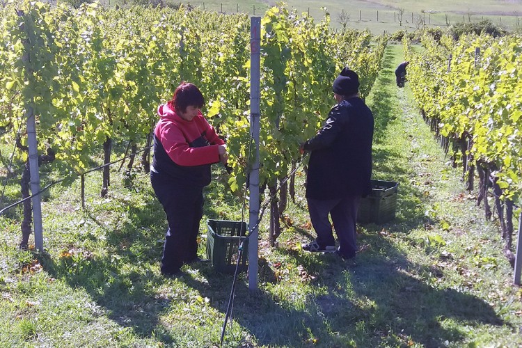 Počela berba grožđa u Carskim vinogradima kod Trebinja