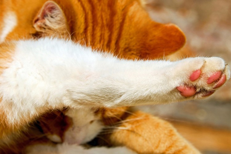 Pet činjenica o mačjim šapicama koje morate znati