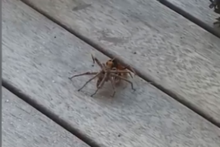 Borba ose i džinovskog pauka