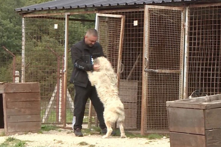 Čipovano hiljadu vlasničkih pasa u Bihaću