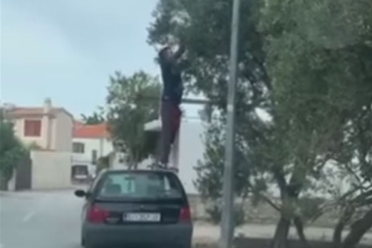 Način branja maslina nasmijao mnoge
