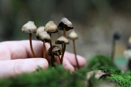 Da li halucinogene pečurke liječe anksioznost