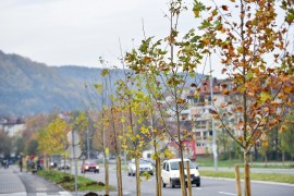 Veliko interesovanje za jesenju sadnju u Banjaluci