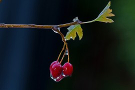 Evo kako se koristi jedna od najljekovitijih biljaka na svijetu