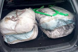 U Prijepolju zaplijenjeno više od 70 kg marihuane