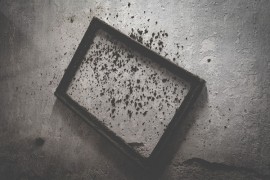 Kako prepoznati najopasniju plijesan u kući