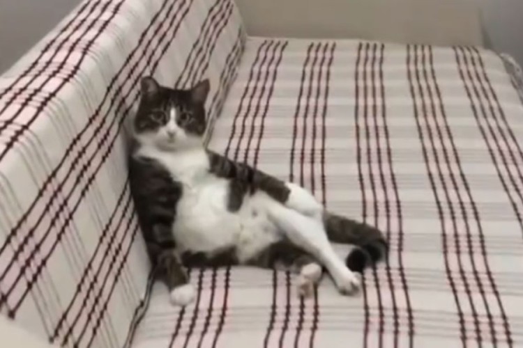 Teško da ste vidjeli elegantnijeg mačka od ovog