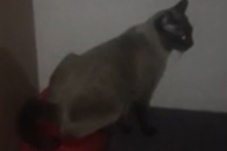 Mačak Princ obavlja nuždu u noši za bebe