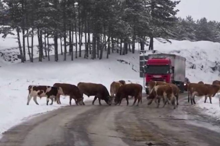 Krave i koze "blokirale" put na Zlatiboru