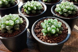 Haworthia cooperi: Magični sukulent providnih listova