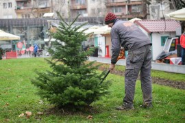 Posađena jelka u centru Banjaluke