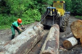 Manja proizvodnja i prodaja šumskih sortimenata