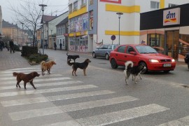Čopor pasa lutalica izujedao dječaka, spasila ga prolaznica