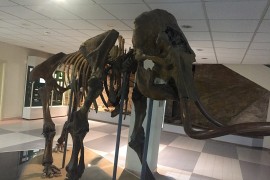 Skeleti pet mamuta iz vremena ledenog doba otkriveni u Velikoj Britaniji