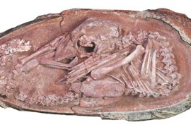 Pronađen savršeno očuvan embrion dinosaurusa