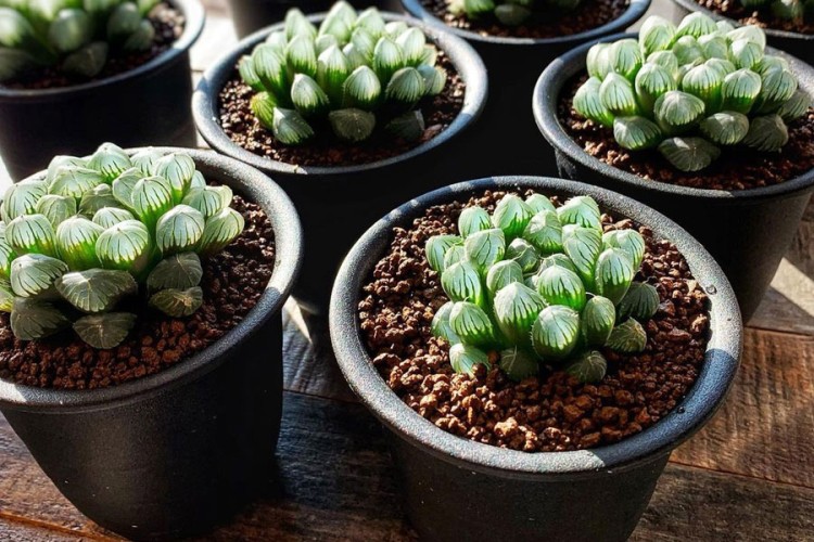 Haworthia cooperi: Magični sukulent providnih listova