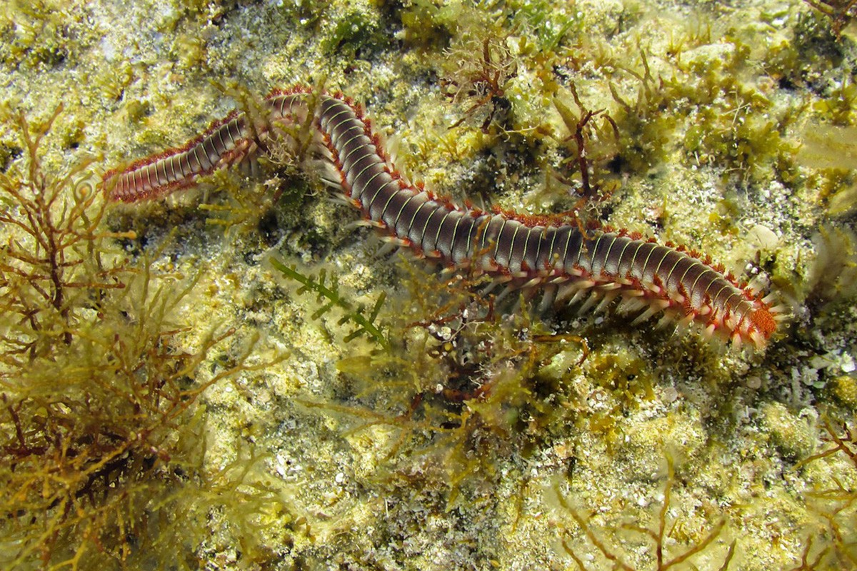 Naučnici pod zemljom otkrili "čudo evolucije" - "istinskih hiljadu nogu"