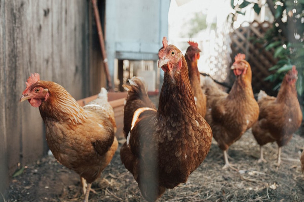U Sloveniji registrovan prvi slučaj ptičijeg gripa H5N1