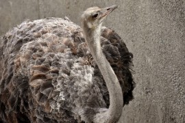 Bjekstvo sa farme, oko 80 nojeva jurilo ulicama grada