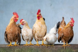 Peradarska proizvodnja u Ljubinju na granici opstanka