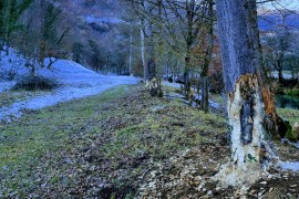 Muke mještana Krupe na Vrbasu, dabrovi ruše drveće i uništavaju ...
