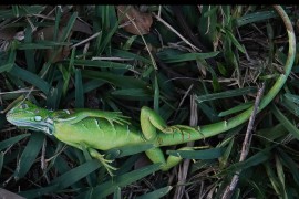 Meteorolozi pozvali na oprez: Iguane padaju sa drveća od hladnoće