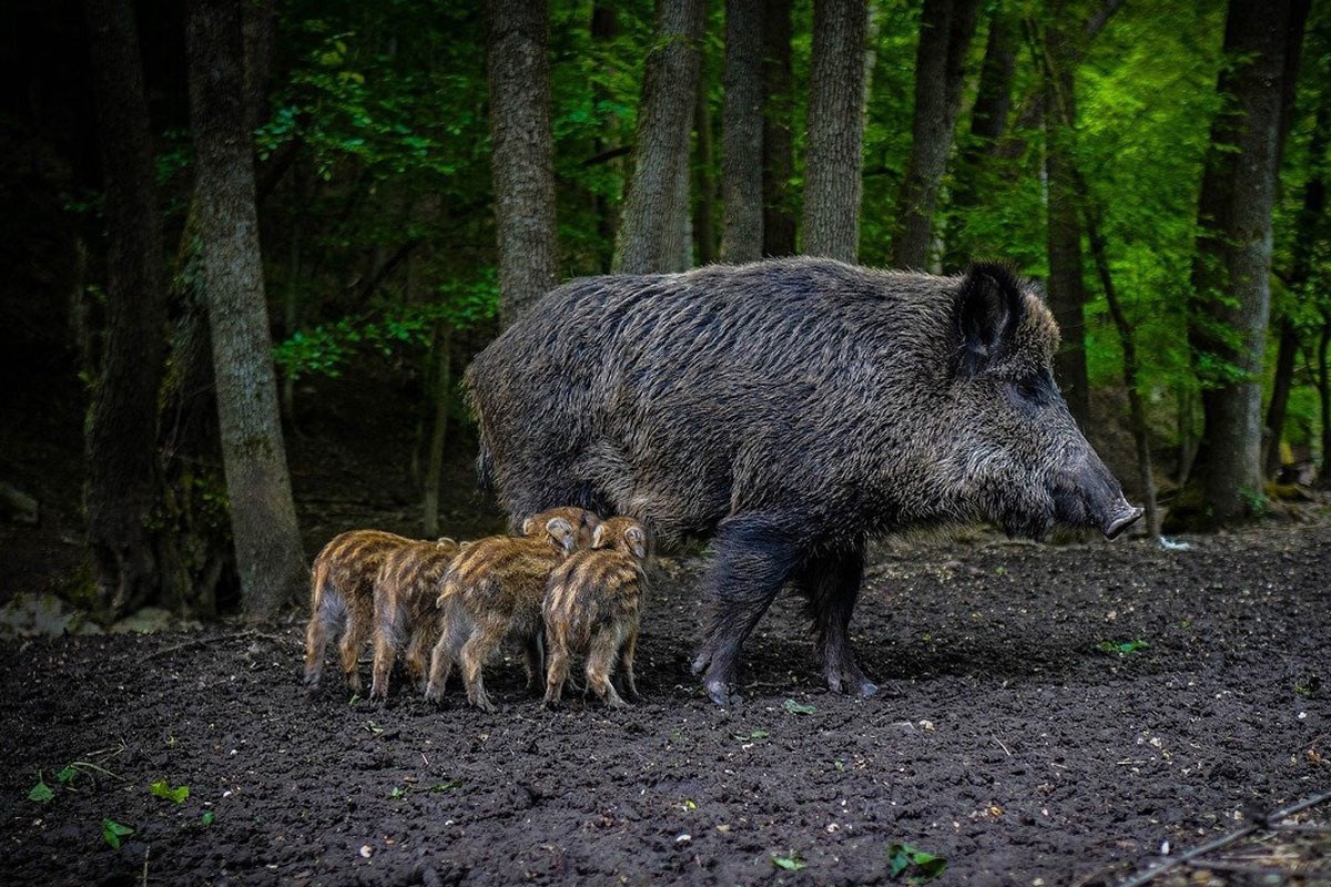 Republika Srpska još bez zoološkog vrta