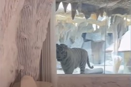 Kineski hotel nudi gostima "tigrovu sobu" sa pogledom na njih
