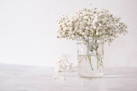 Gipsofila - nenametljiva ljepotica koja cvjeta za mladenke