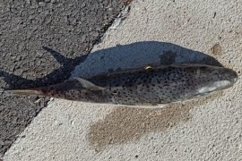 Ulovljena otrovna riba kod Pašmana