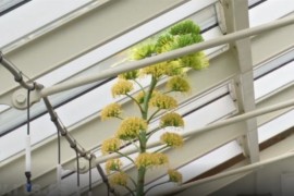 Čudo u Botaničkoj bašti - procvjetala agava poslije 130 godina
